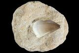 Mosasaur (Prognathodon) Tooth In Rock - Nice Tooth #74946-1